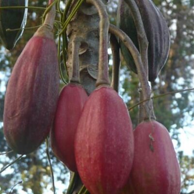 Vasconcellea goudotiana (Carica goudotiana) - Mamão Papayuelo, Papayuelo