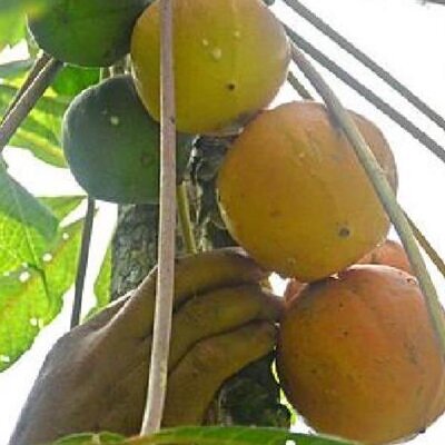 Vasconcellea palandensis (Carica palandensis) - Mamão Papaya de Palanda, Papaillo, Palanda Papaya