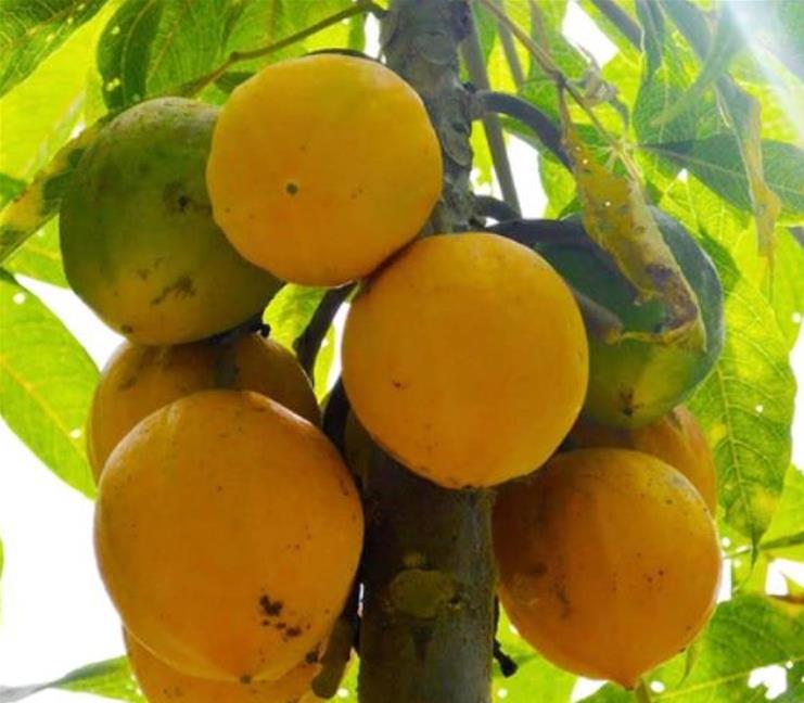 Vasconcellea palandensis (Carica palandensis) - Mamão Papaya de Palanda, Papaillo, Palanda Papaya - Imagem 7