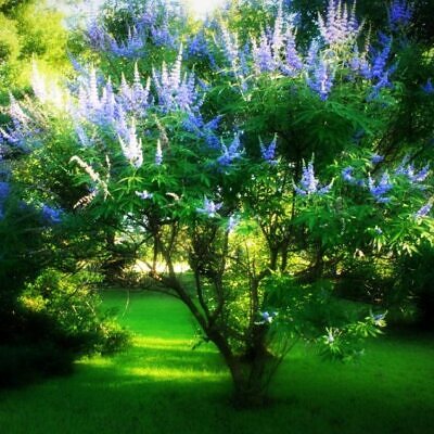 Vitex agnus-castus - Árvore da Castidade, Flor da Castidade, Vitex Agno-Casto