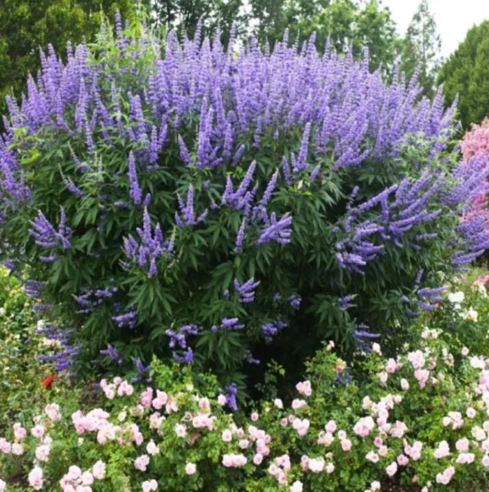 Vitex agnus-castus - Árvore da Castidade, Flor da Castidade, Vitex Agno-Casto - Imagem 3