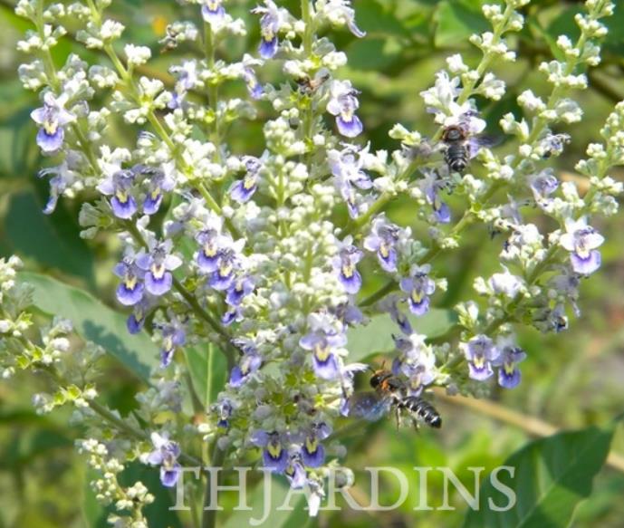 Vitex negundo - Árvore da Castidade de 5 Folhas, Nirgundi, Huang Ping - Imagem 3
