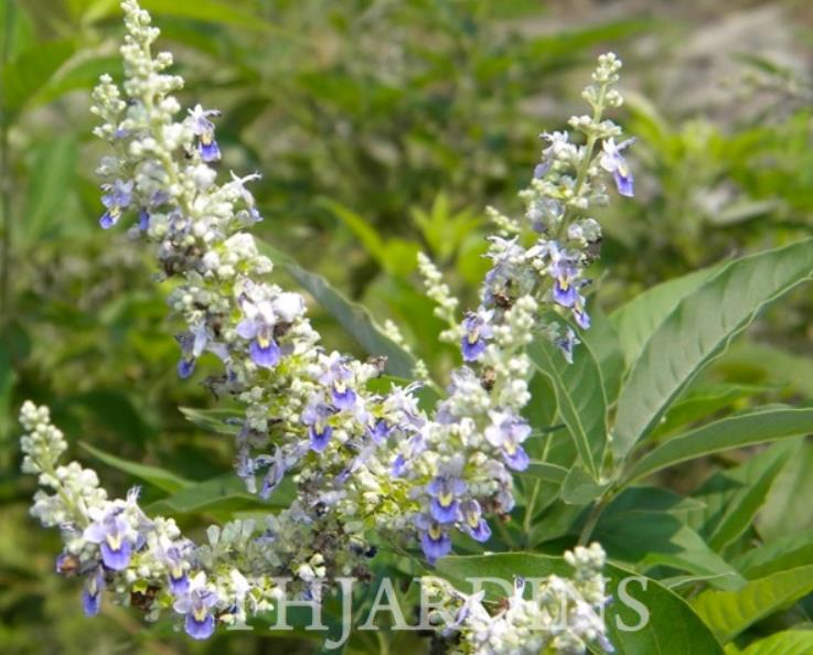 Vitex negundo - Árvore da Castidade de 5 Folhas, Nirgundi, Huang Ping - Imagem 4