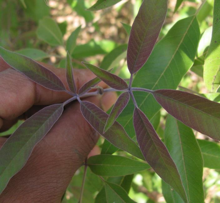 Vitex negundo - Árvore da Castidade de 5 Folhas, Nirgundi, Huang Ping - Imagem 5