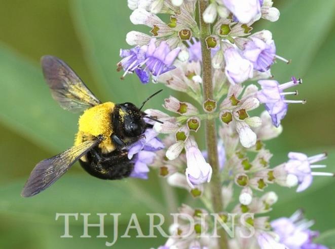 Vitex negundo - Árvore da Castidade de 5 Folhas, Nirgundi, Huang Ping - Imagem 6