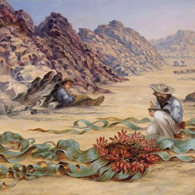 Welwitschia mirabilis, Welwitschia bainesii - Cebola do Deserto, Tumboa, Onyanga (Uma das maiores maravilhas do Mundo)