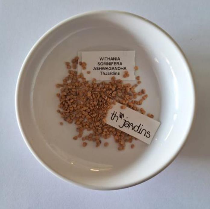 Withania Somnifera - Ashwagandha, Ginseng Indiano, Cereja de Inverno - Imagem 3