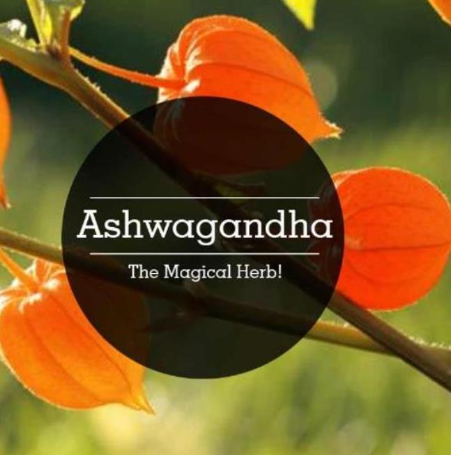 Withania Somnifera - Ashwagandha, Ginseng Indiano, Cereja de Inverno - Imagem 7