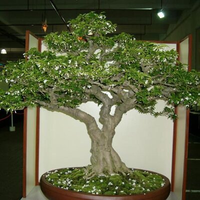 Wrightia religiosa (Echites religiosus) - Budista sagrado, Jasmim de água, Flor sagrada
