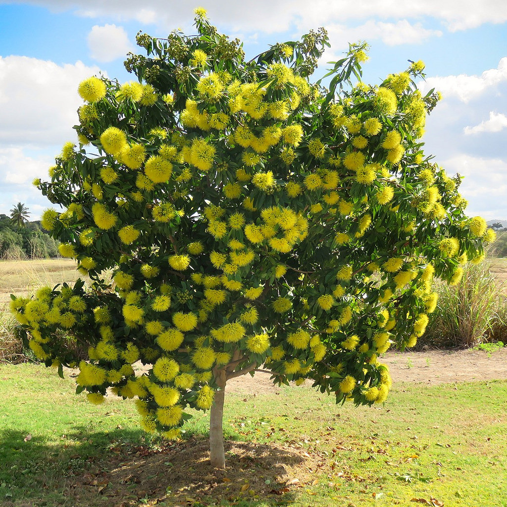 Xanthostemon chrysanthus - Árvore-do-Ouro, Golden Penda, Penda Dourada, Xantostemo - Imagem 2