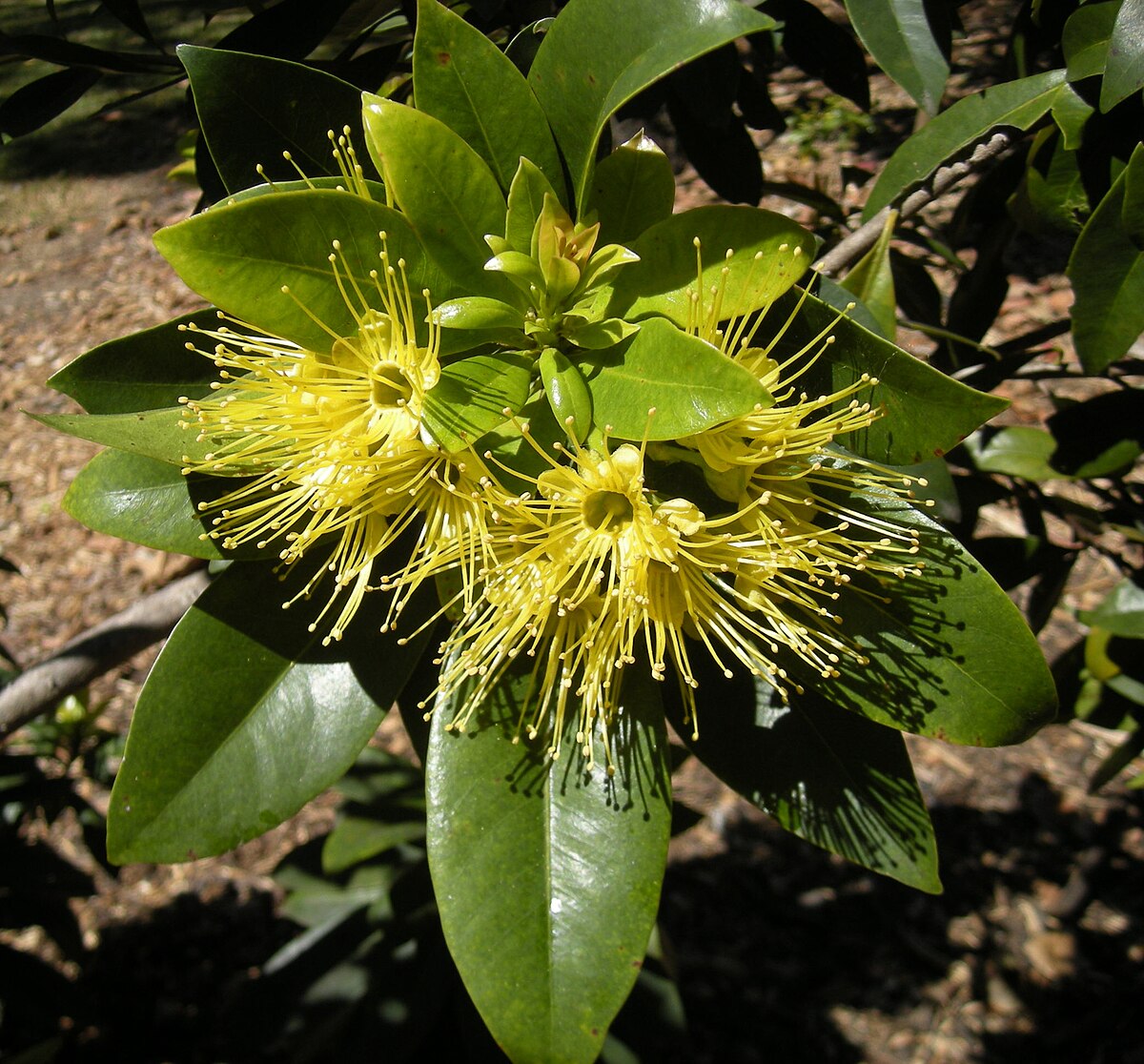 Xanthostemon chrysanthus - Árvore-do-Ouro, Golden Penda, Penda Dourada, Xantostemo - Imagem 3