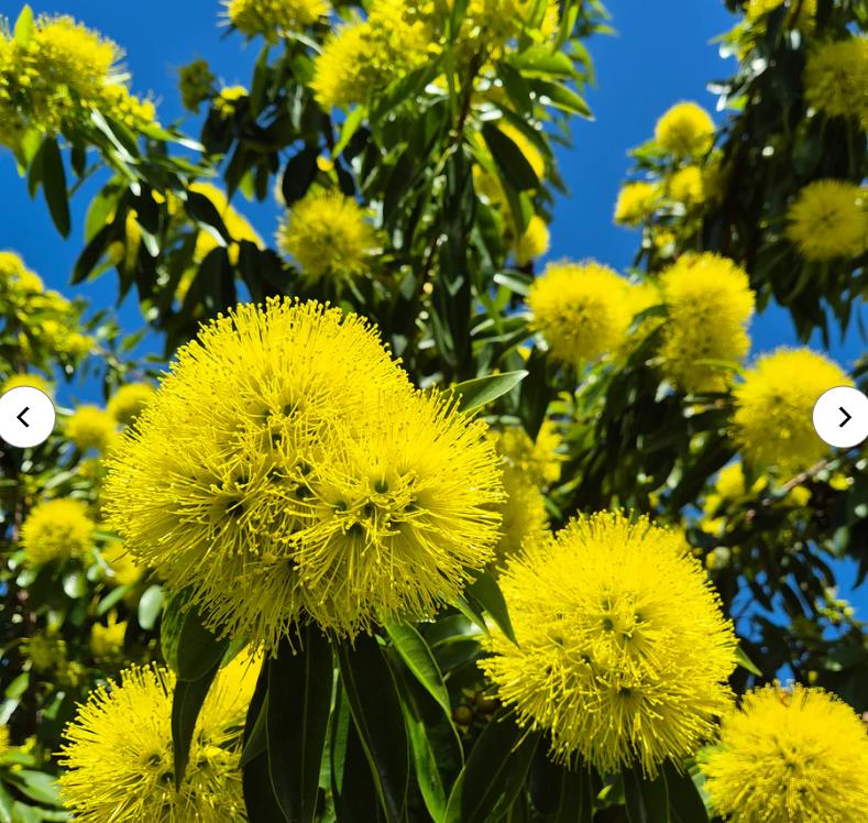 Xanthostemon chrysanthus - Árvore-do-Ouro, Golden Penda, Penda Dourada, Xantostemo - Imagem 4