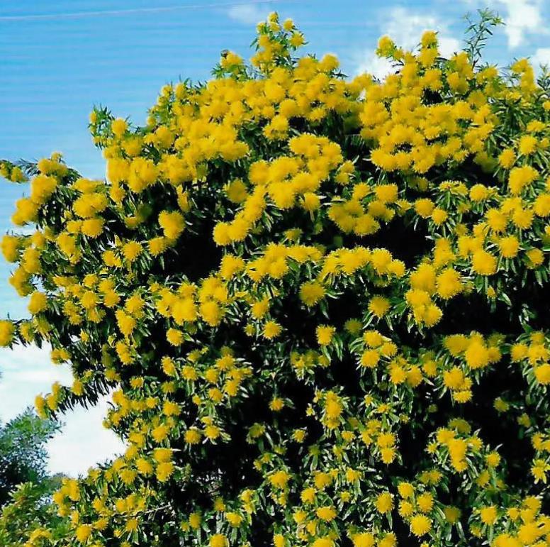 Xanthostemon chrysanthus - Árvore-do-Ouro, Golden Penda, Penda Dourada, Xantostemo - Imagem 5