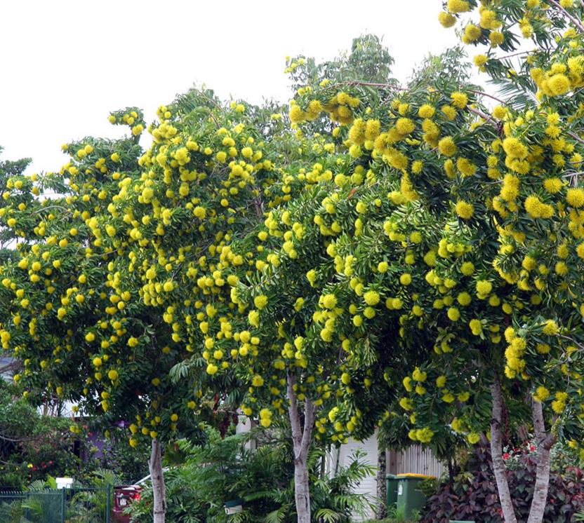 Xanthostemon chrysanthus - Árvore-do-Ouro, Golden Penda, Penda Dourada, Xantostemo - Imagem 6