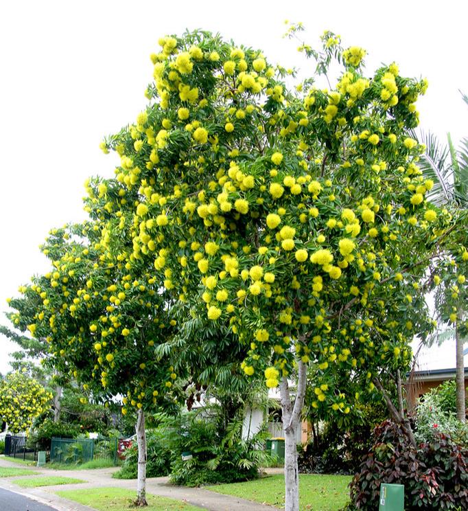 Xanthostemon chrysanthus - Árvore-do-Ouro, Golden Penda, Penda Dourada, Xantostemo - Imagem 7