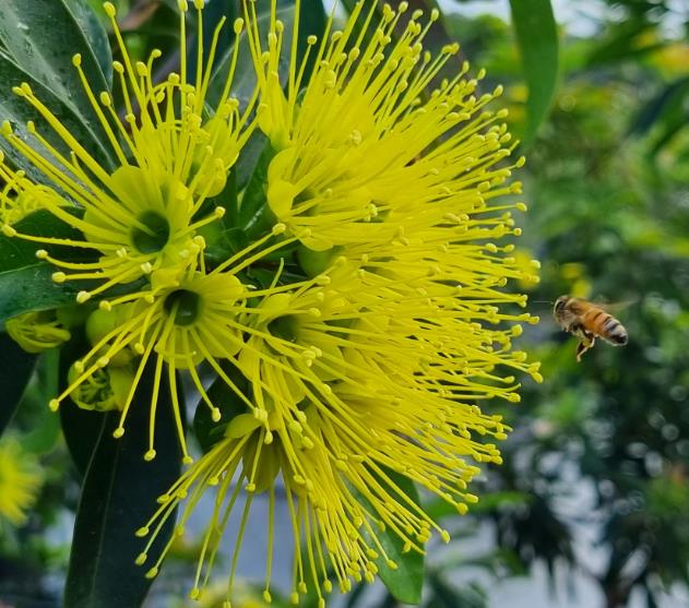 Xanthostemon chrysanthus - Árvore-do-Ouro, Golden Penda, Penda Dourada, Xantostemo - Imagem 8