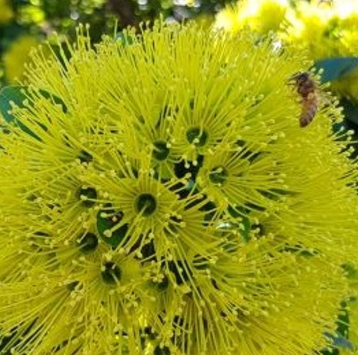 Xanthostemon chrysanthus - Árvore-do-Ouro, Golden Penda, Penda Dourada, Xantostemo - Imagem 9