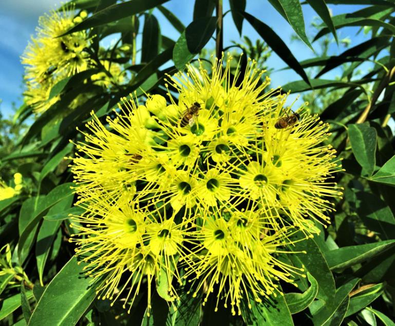 Xanthostemon chrysanthus - Árvore-do-Ouro, Golden Penda, Penda Dourada, Xantostemo - Imagem 10