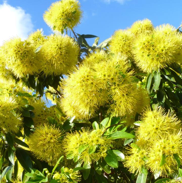 Xanthostemon chrysanthus - Árvore-do-Ouro, Golden Penda, Penda Dourada, Xantostemo - Imagem 11