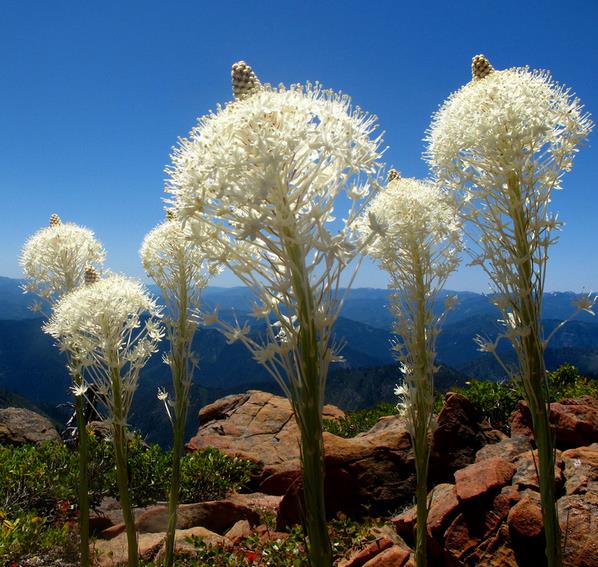 Xerophyllum tenax - Lírio Relva aromática, Grama Urso, Beargrass
