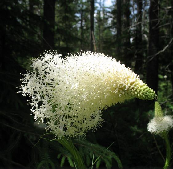 Xerophyllum tenax - Lírio Relva aromática, Grama Urso, Beargrass - Imagem 4
