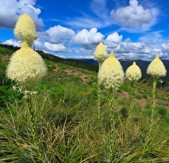 Xerophyllum tenax - Lírio Relva aromática, Grama Urso, Beargrass - Imagem 5