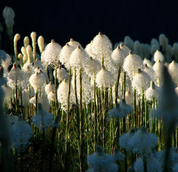 Xerophyllum tenax - Lírio Relva aromática, Grama Urso, Beargrass - Imagem 6