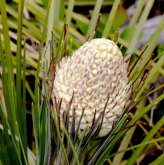 Xerophyllum tenax - Lírio Relva aromática, Grama Urso, Beargrass - Imagem 7