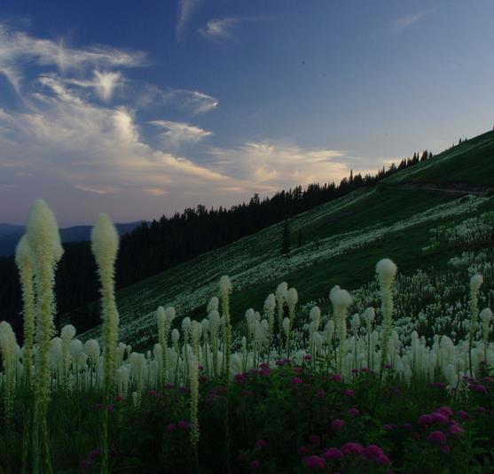 Xerophyllum tenax - Lírio Relva aromática, Grama Urso, Beargrass - Imagem 8