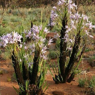 Xerophyta retinervis - Lírio Negro, Lírio Negro do Deserto, Lírio do Deserto