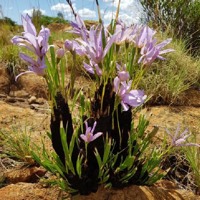 Xerophyta retinervis - Lírio Negro, Lírio Negro do Deserto, Lírio do Deserto - Imagem 2