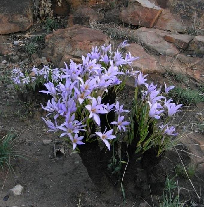 Xerophyta retinervis - Lírio Negro, Lírio Negro do Deserto, Lírio do Deserto - Imagem 3