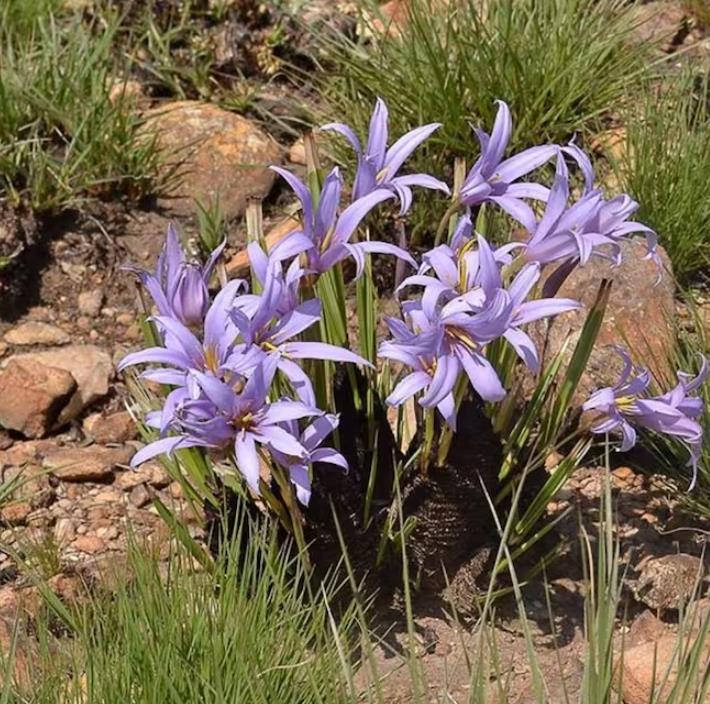 Xerophyta retinervis - Lírio Negro, Lírio Negro do Deserto, Lírio do Deserto - Imagem 4