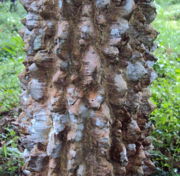 Zanthoxylum rhetsa (Zanthoxylum limonella) - Pimenta Sichuan indiana, Pimenta tirphal,Triphal pepper, Teppal pepper - Imagem 2