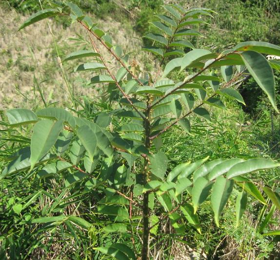 Zanthoxylum rhetsa (Zanthoxylum limonella) - Pimenta Sichuan indiana, Pimenta tirphal,Triphal pepper, Teppal pepper - Imagem 3