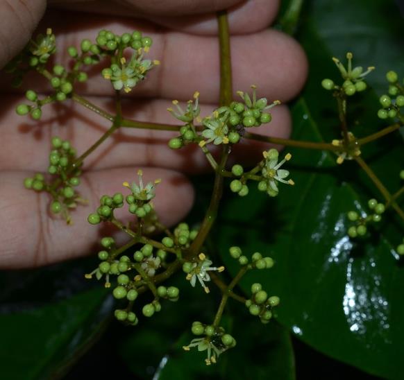 Zanthoxylum rhetsa (Zanthoxylum limonella) - Pimenta Sichuan indiana, Pimenta tirphal,Triphal pepper, Teppal pepper - Imagem 4