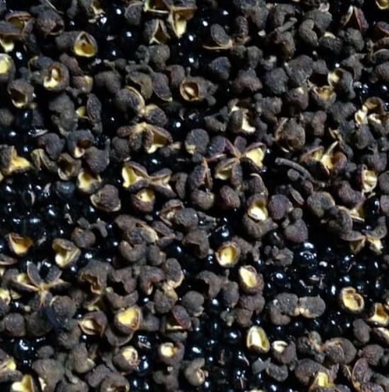 Zanthoxylum rhetsa (Zanthoxylum limonella) - Pimenta Sichuan indiana, Pimenta tirphal,Triphal pepper, Teppal pepper - Imagem 5
