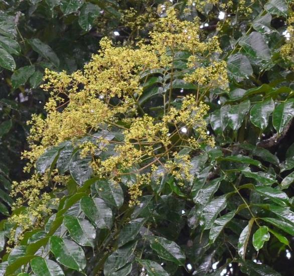 Zanthoxylum rhetsa (Zanthoxylum limonella) - Pimenta Sichuan indiana, Pimenta tirphal,Triphal pepper, Teppal pepper - Imagem 6