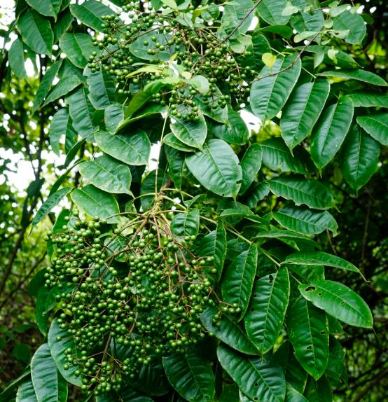 Zanthoxylum rhetsa (Zanthoxylum limonella) - Pimenta Sichuan indiana, Pimenta tirphal,Triphal pepper, Teppal pepper - Imagem 7