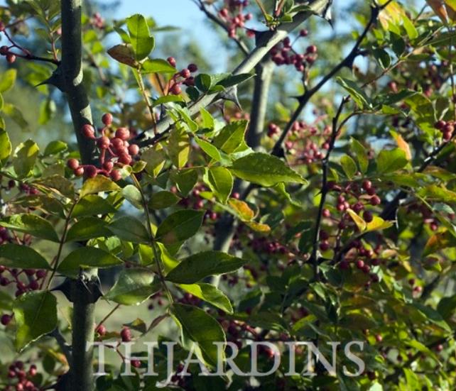 Zanthoxylum simulans - Pimenta sichuan, Pimenta szechuan, Szechwan pepper, Gujart - Imagem 4