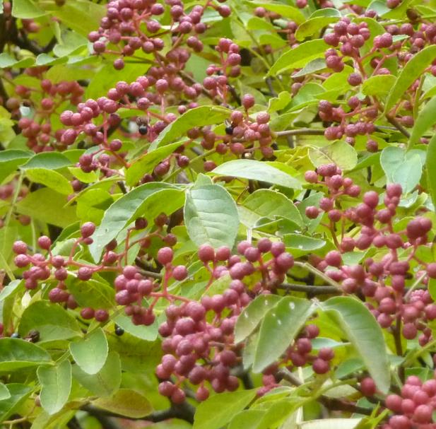 Zanthoxylum simulans - Pimenta sichuan, Pimenta szechuan, Szechwan pepper, Gujart - Imagem 5