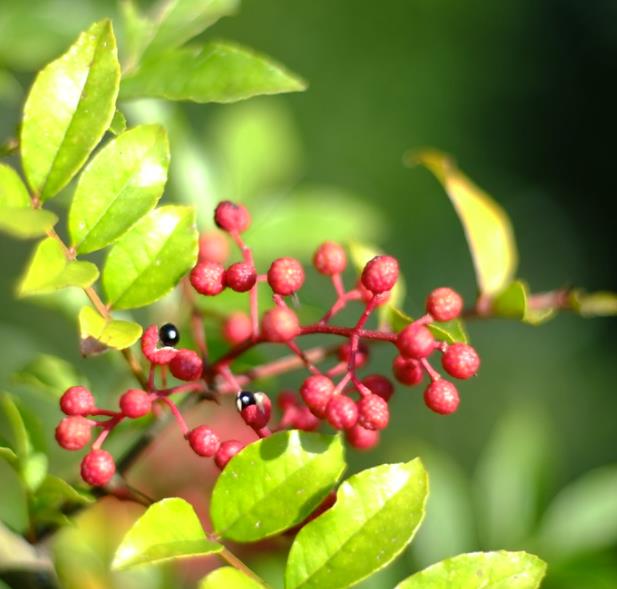Zanthoxylum simulans - Pimenta sichuan, Pimenta szechuan, Szechwan pepper, Gujart - Imagem 6