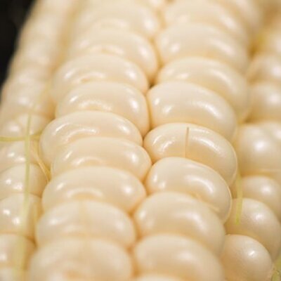 Zea mays Art Verell's (C.O) - Milho Doce Art Verell's