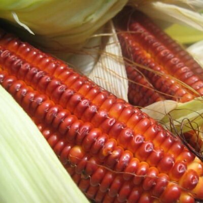 Zea mays Atomic Orange (Certificação Orgânica) - Milho Precoce Ed Schultz Atomic Orange, Milho Laranja Atômica, Milho Atômico Lar