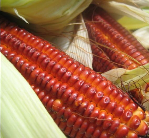 Zea mays Atomic Orange (Certificação Orgânica) - Milho Precoce Ed Schultz Atomic Orange, Milho Laranja Atômica, Milho Atômico Lar