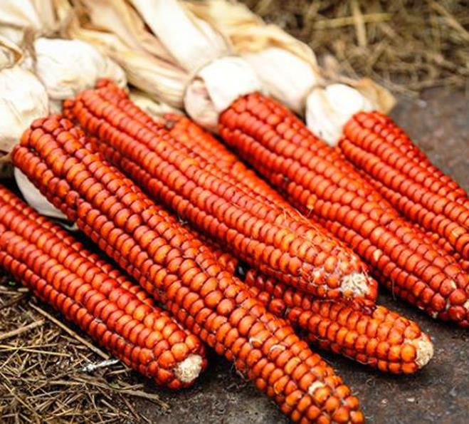 Zea mays Atomic Orange (Certificação Orgânica) - Milho Precoce Ed Schultz Atomic Orange, Milho Laranja Atômica, Milho Atômico Lar - Imagem 2