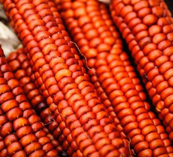 Zea mays Atomic Orange (Certificação Orgânica) - Milho Precoce Ed Schultz Atomic Orange, Milho Laranja Atômica, Milho Atômico Lar - Imagem 3