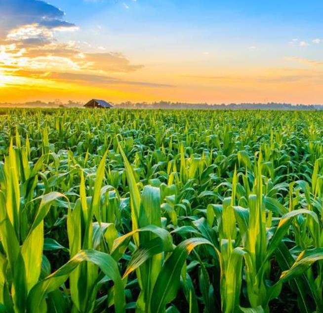 Zea mays Atomic Orange (Certificação Orgânica) - Milho Precoce Ed Schultz Atomic Orange, Milho Laranja Atômica, Milho Atômico Lar - Imagem 5