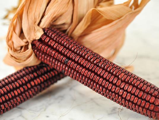 Zea Mays Bloody Butcher (Certificação Orgânica) - Milho Sangrento, Milho Açougueiro Sangrento - Imagem 2