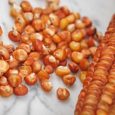 Zea mays Bronze Orange (C. O.) - Milho Laranja Bronze